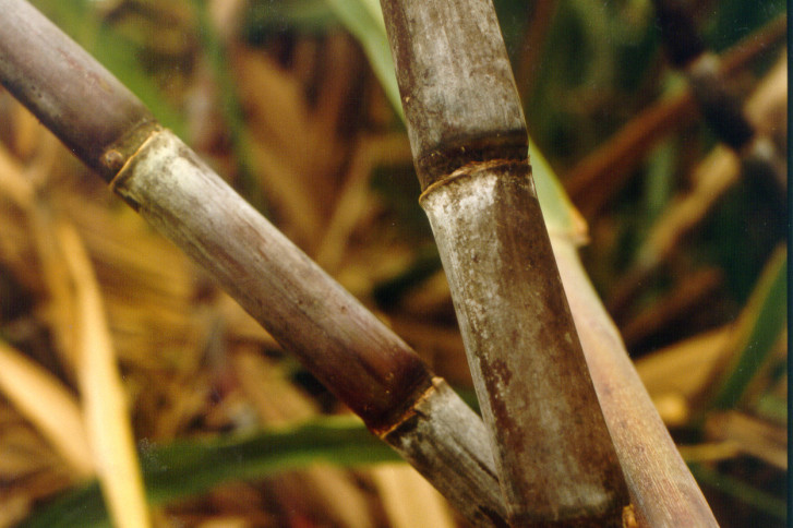 Deux cannes à sucres vuent en gros plan.